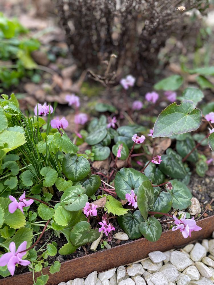 Cyclamen coum with beautiful dark green leafs and pretty purple flowers, in front of a died back aster. 