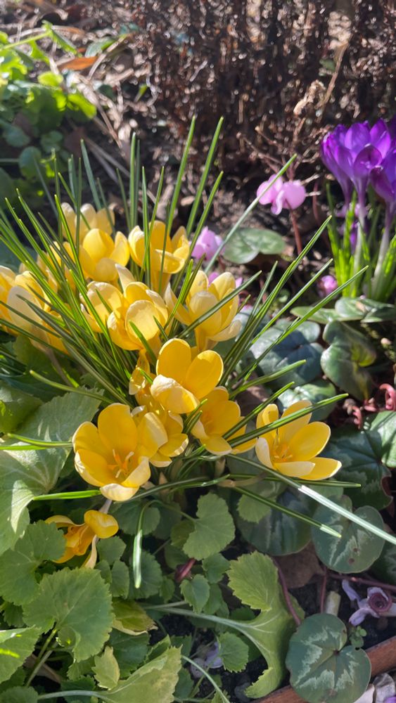 Yellow crocus with sun in a messy winter garden.