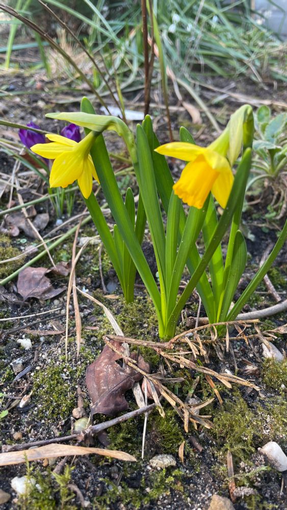Small flowering narcissus’s 