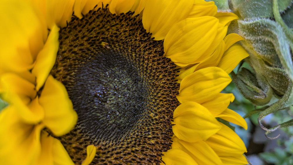 Sunflower from France