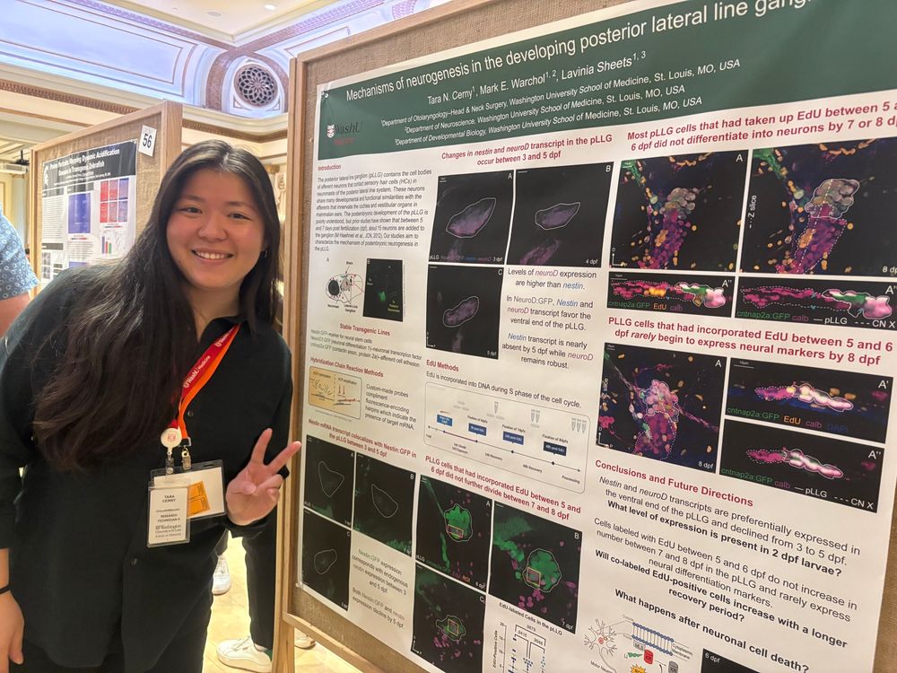 Tara Cerny next to her poster on the development t of the zebrafish lateral line ganglia
