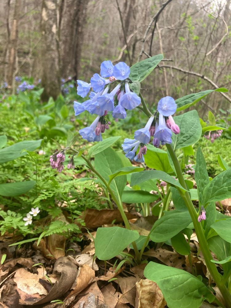 Violet flowers on the Little Grand Canyon trail
