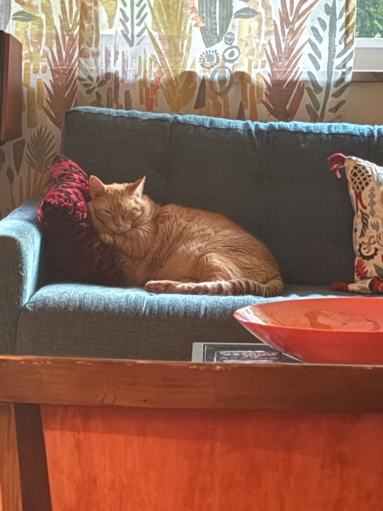 A voluptuous orange cat smugly leaning against a red pillow on a teal couch with one paw next to his head and the other paw under his chin. The evening sun crates diffuse light behind him through sheer colorful drapes. The cat’s given name is Twist, but we call him Boobachech.