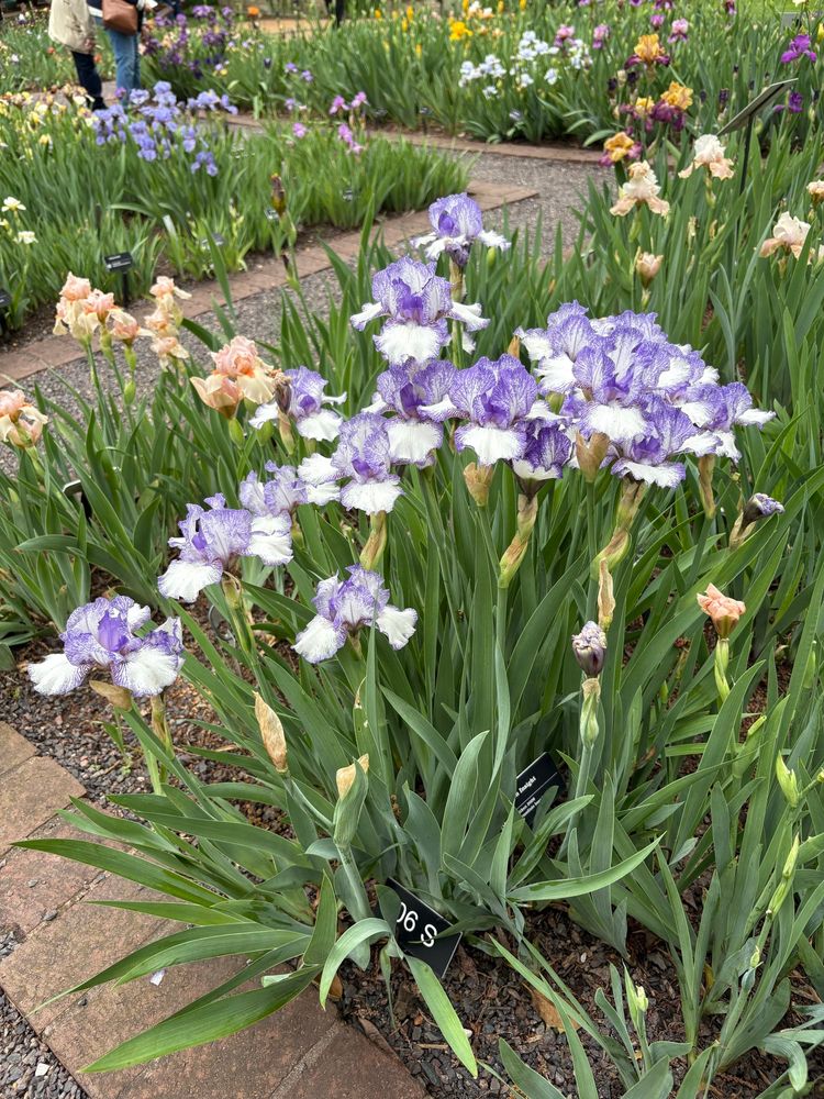 White and purple irises with a gravel path in the background.