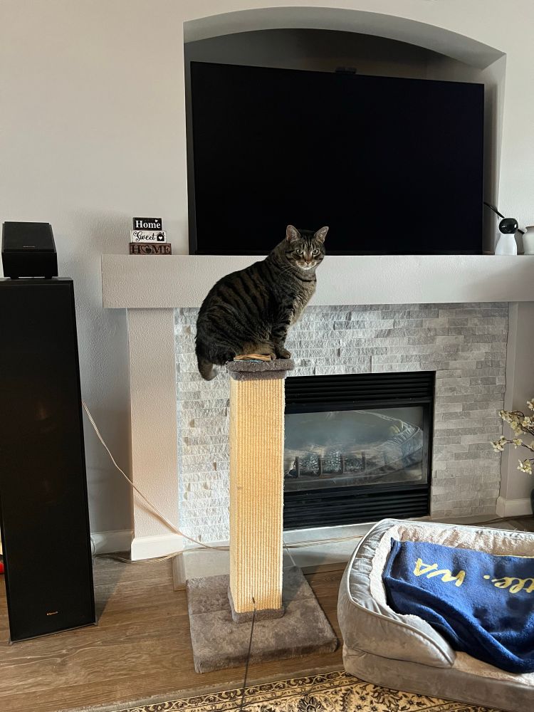 Cat perching on top of scratching post