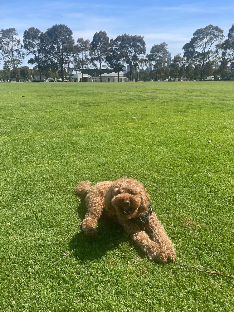 Happy Cavoodle dog lying on grass on a sunny day.
