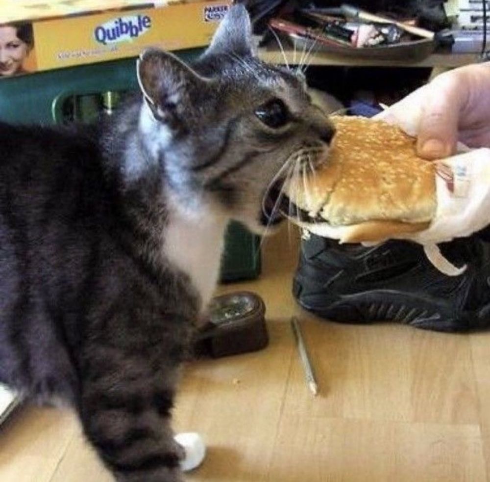 a gray and white cat taking a big bite of a hamburger from a human's hand.
