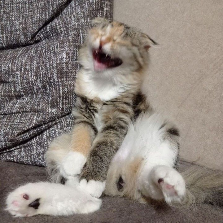 a calico cat looking like she's laughing because her mouth is open and eyes are closed. her face is a little blurry.