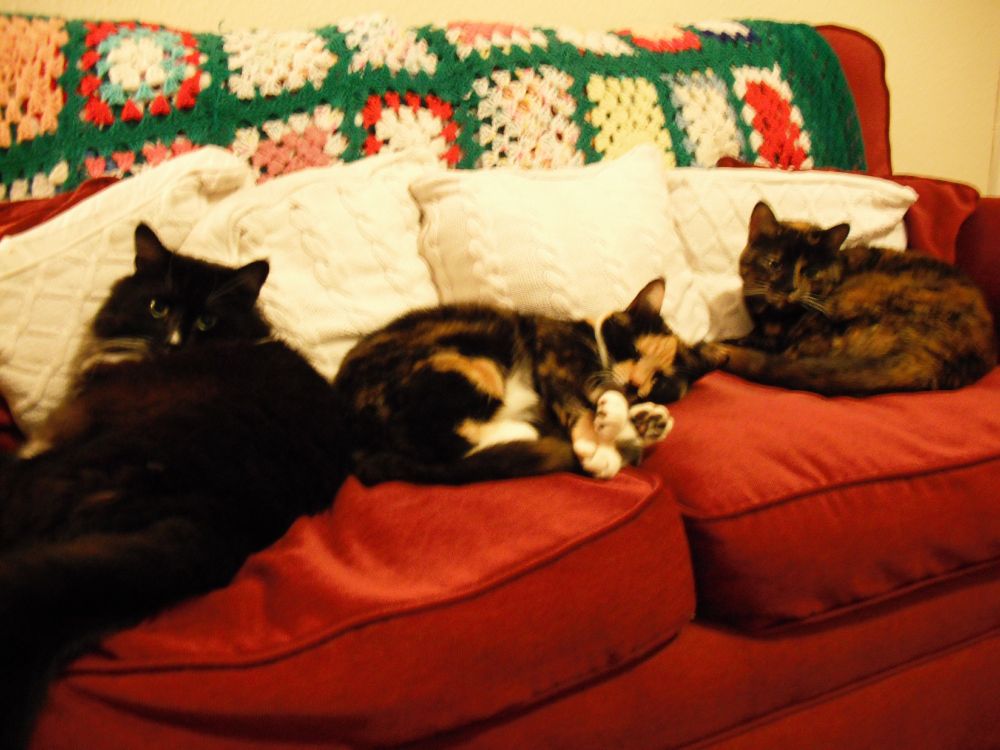 Three cats lay on a red sofa, the cat on the left is black and white, the cat in the middle is tortoiseshell, the cat on the right is also tortoiseshell.
The middle tortoiseshell cat is sleeping, the right side tortoiseshell cat is looking up and to her right, the black and white is looking at the camera.
The sofa is red.
On the back is a red, white, green, pink, and blue knitted throw.
The wall behind it is a yellow-cream colour.