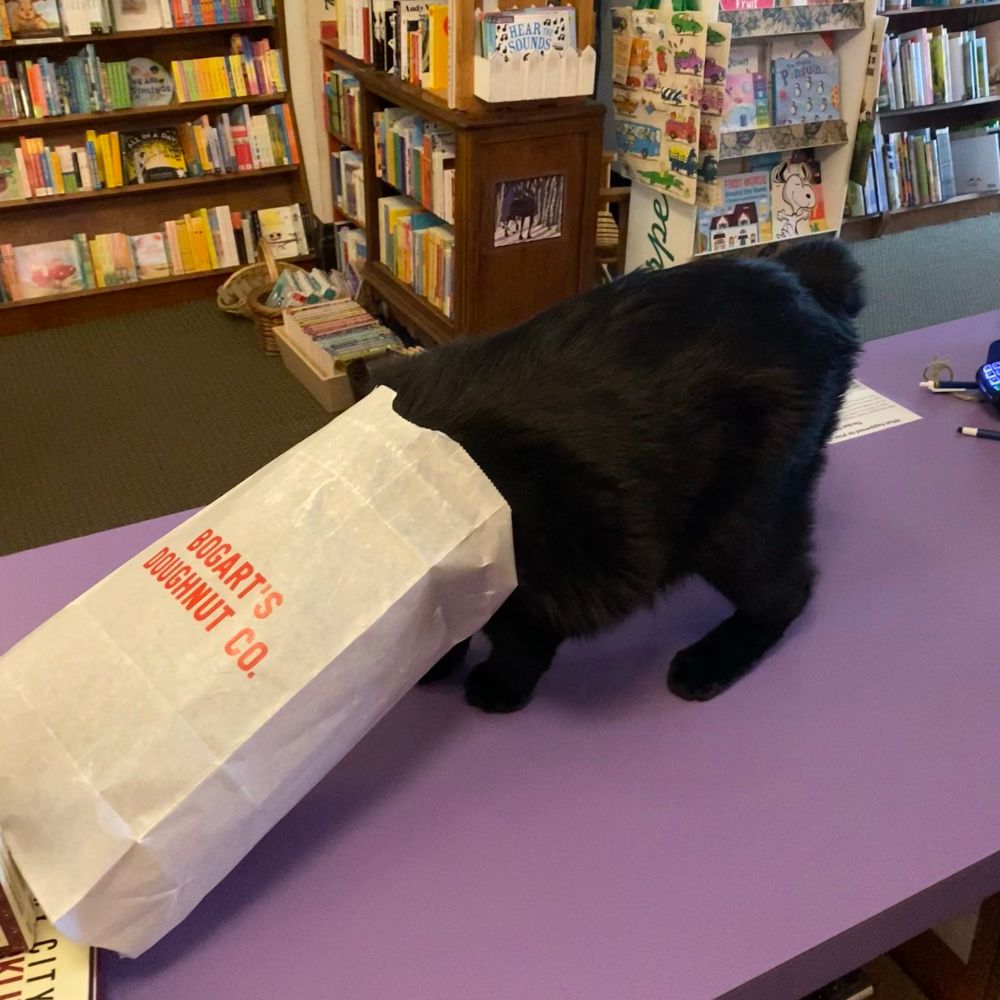 A black tailless Manx cat standing on a purple bookstore counter with his head in a white wax paper bag with red text that says BOGART’S DOUGHNUT CO.