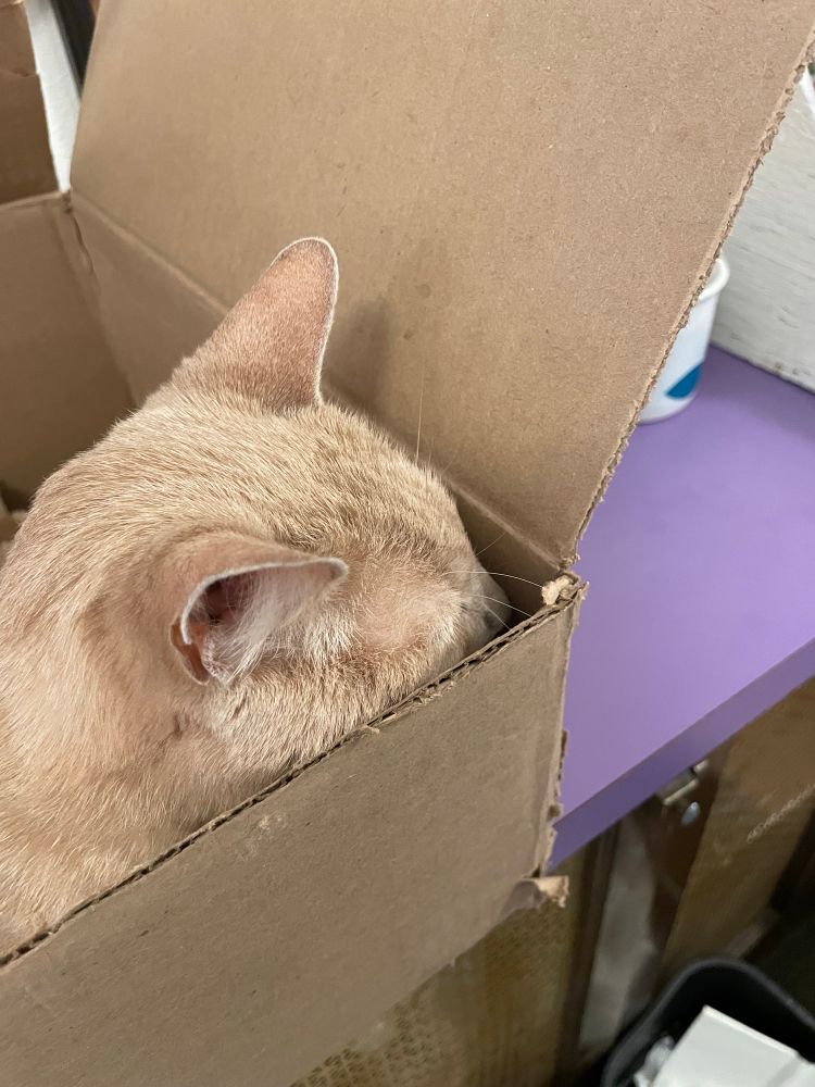 A tan cat named Booker T. sleeping in a box with his face squished in the corner