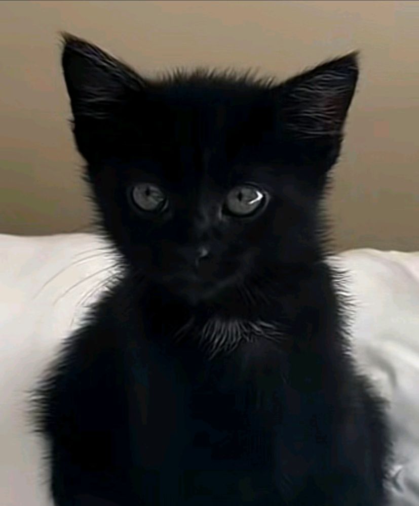 Black Kitten I saw on TikTok. 