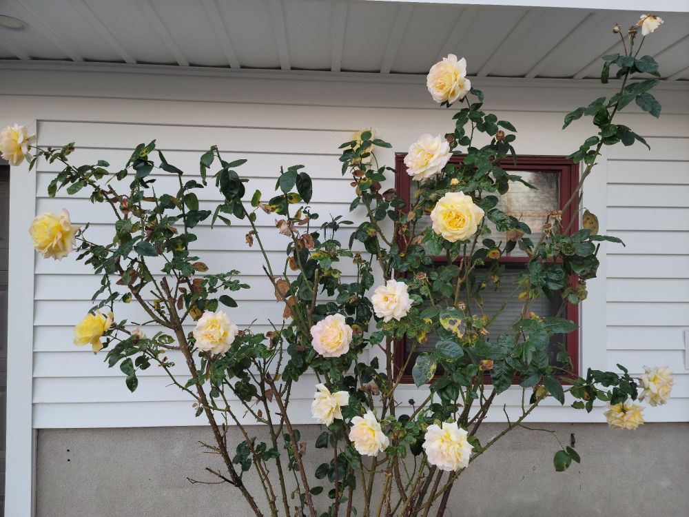 Peace Rose blooming in November 