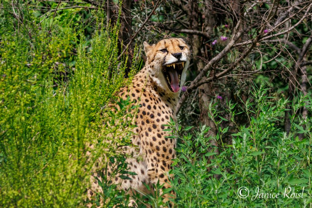 A cheetah sitting in amongst green bushes, facing right looking left to the camera. Mouth wide open. Trees and bushes in the background 