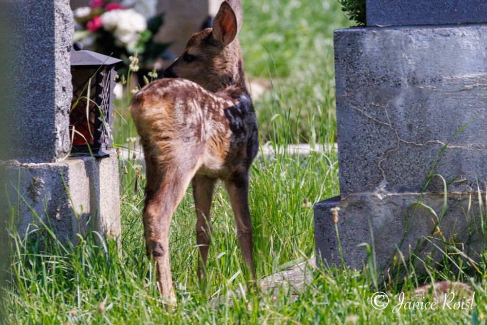 A fawn standing in grass between two pieces of upright stone blocks, facing away from the camera