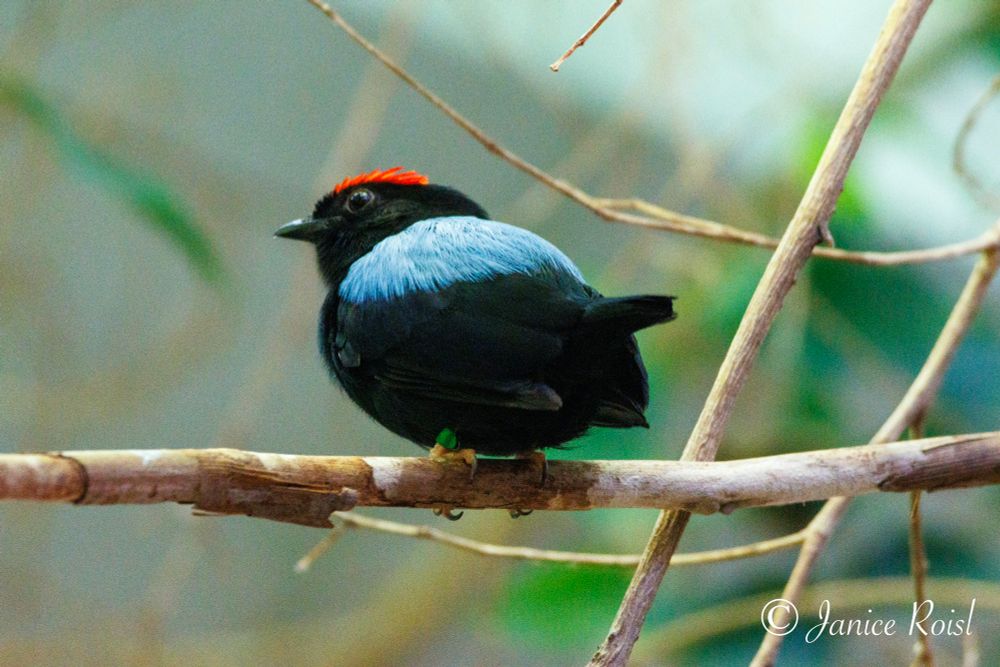 A blue-backed Manakin, a small bird with light blue feathers on its back and some bright red on its head. Sitting on a thin branch.