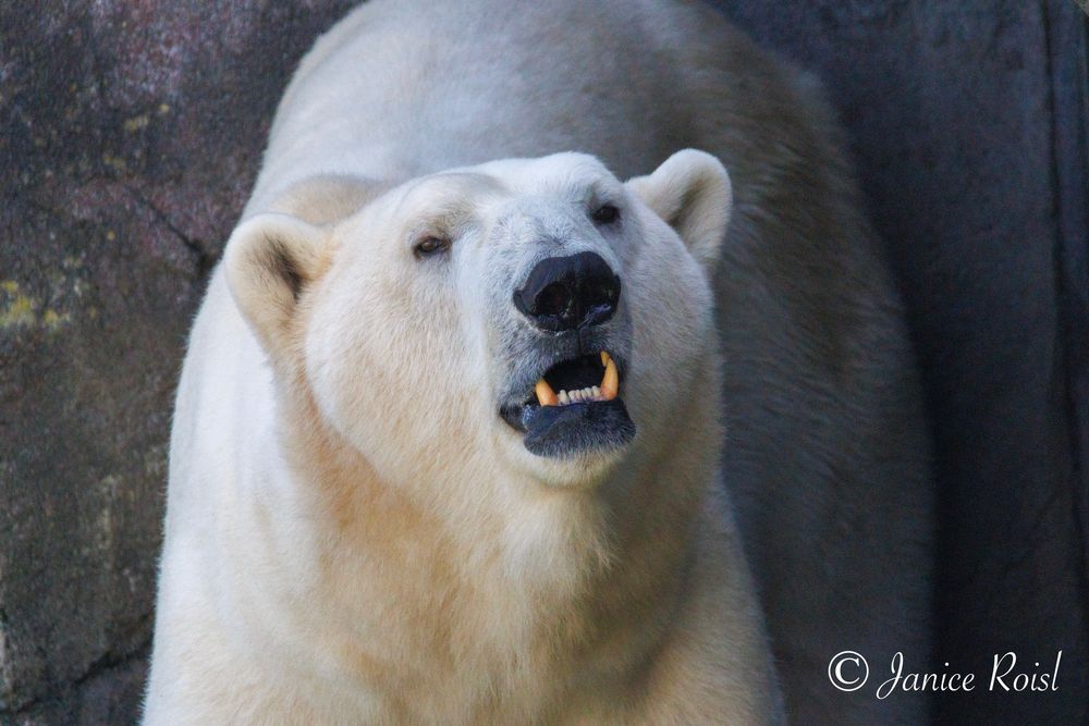 Close up photo of a polar bear with its mouth slightly open, looking up towards the camera.