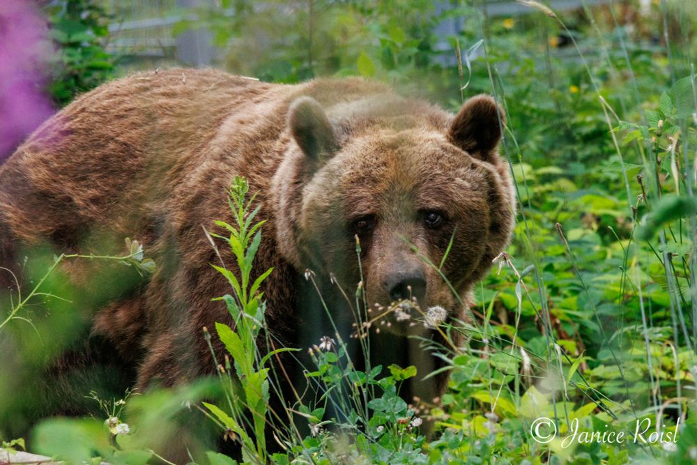 A brown bear standing in tall grass and flowers, facing right and looking left at the camera.