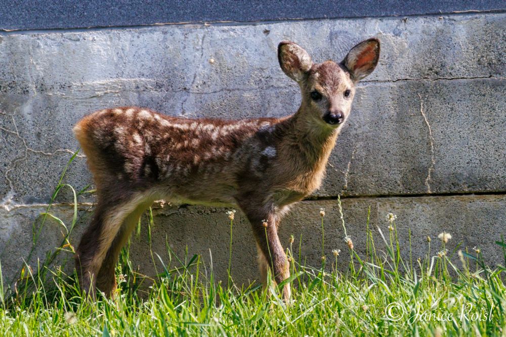  A fawn standing in grass in front of a wall facing right, looking at the camera 