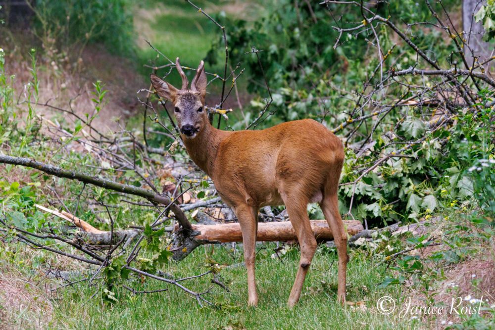 A roe deer standing by a fallen tree, facing left, looking at the camera 