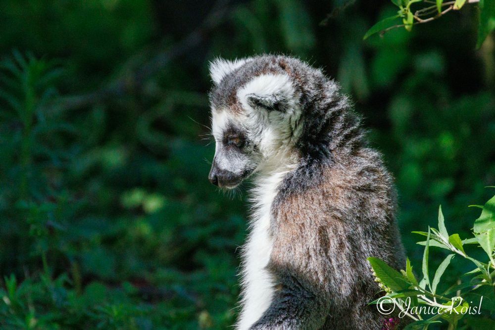 Head and upper Body of a ring-tailed lemurs, seen from the side facing left, head is lowered and eyes closed. Green bushes in the background.