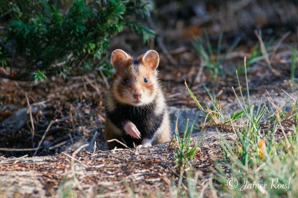 A european wild hamster just coming out of the burrow facing the camera