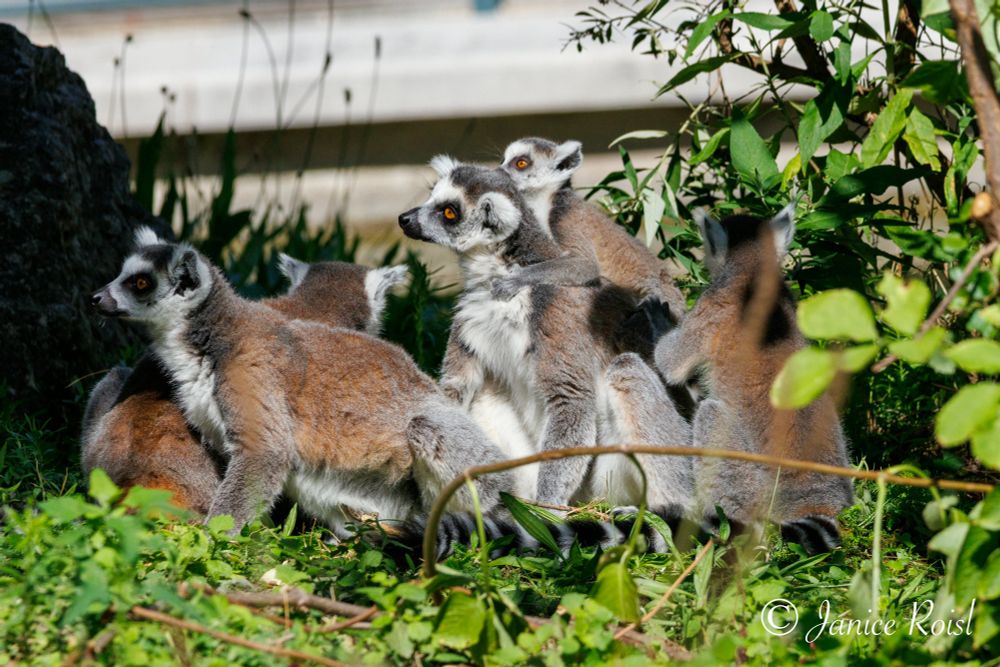A group pf ring-tailed lemurs, on the ground amongst green leaves between bushes, facing left. One young lemur on the back of its mother, holding on.