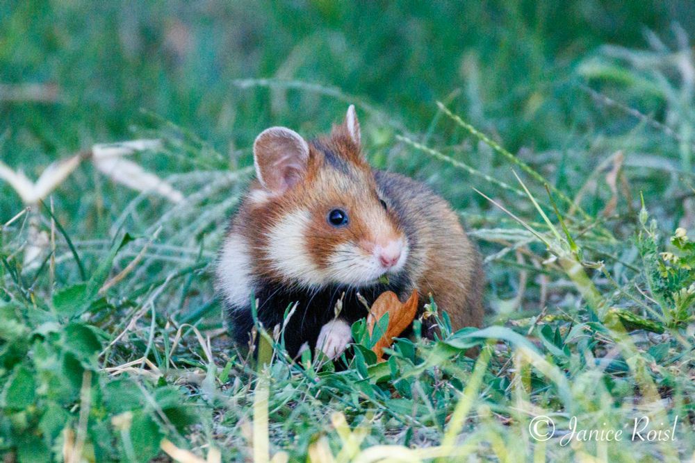 A european wild hamster in the grass facing the camera but looking to the right.