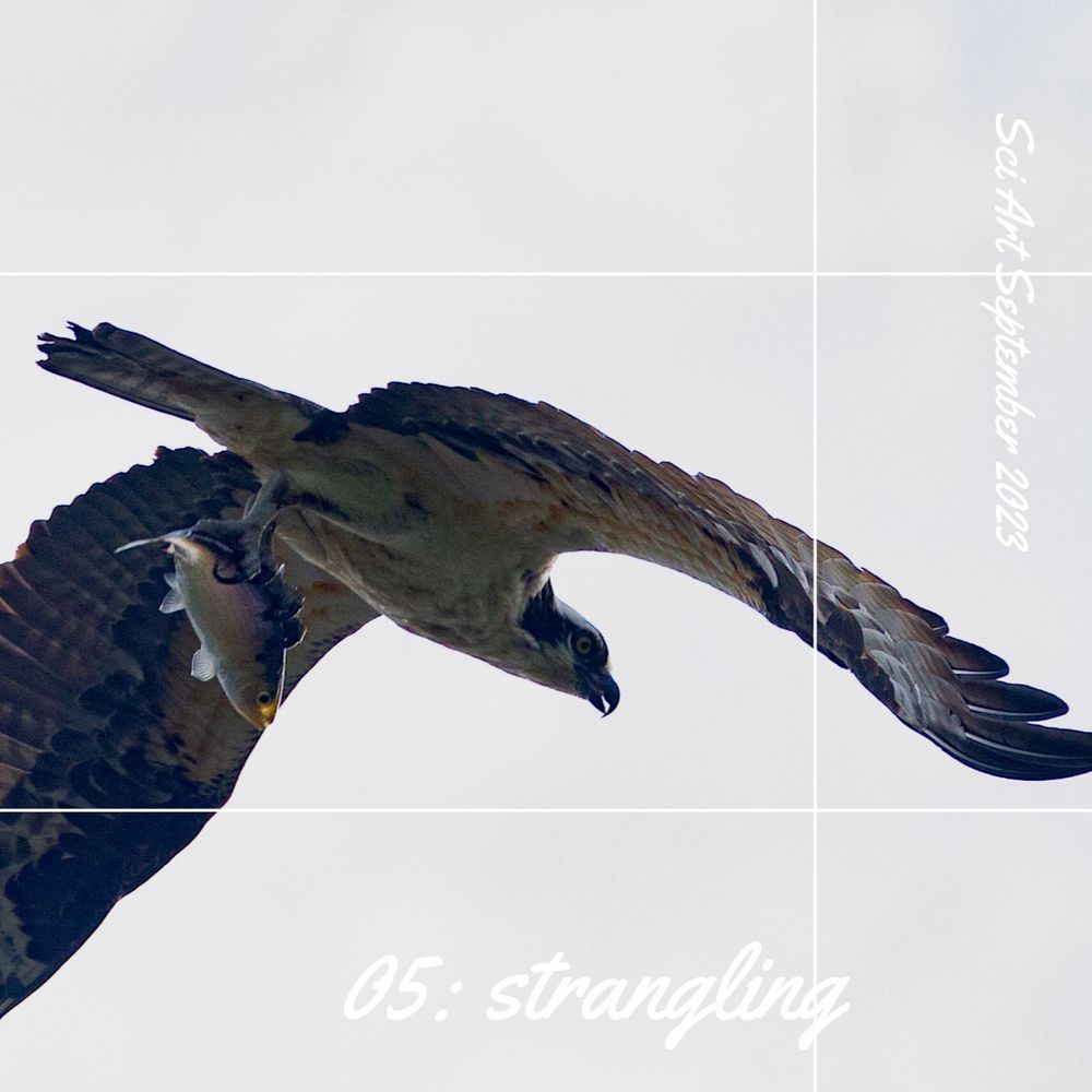Close-up shot of an osprey flying overhead, with dinner, an unlucky fish - maybe a perch - clutched in its’ talons. There are several breeding pairs that fish this river, though I’m unsure whether it’s the ones who nest on a baseball field lamp, who I’ve dubbed Ozzie and Sharon.