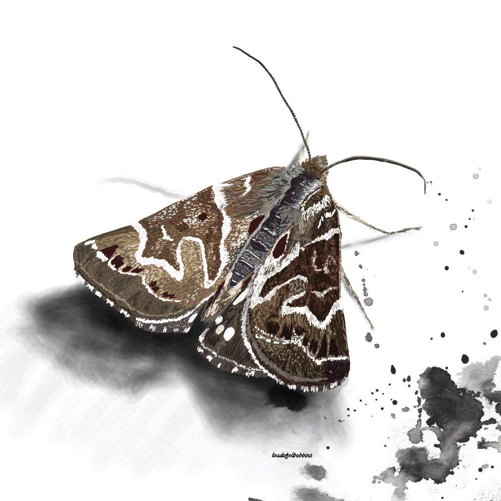 An original digital illustration by Loadofolbobbins of a Mother Shipton moth. It has it's wings closed behind itself and is a mixture of deep rich browns with white markings. Some of the main white markings form a stereotypical hag like face outline, which is how it got it's name. It has a fluffy upper body it tones of blue grey and dark antennae. The moth looks as if it's landed on a piece of white paper with a dark shadow beneath it and some inky black splash marks in the bottom right corner of the image.
