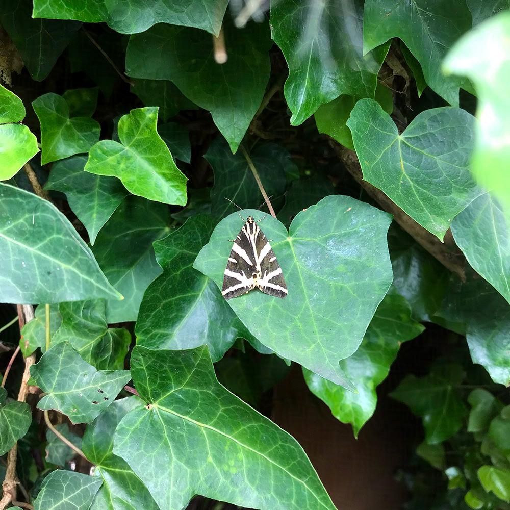 A photograph of a Jersey Tiger Moth resting in a lush dark green ivy leaf and surrounded by even more lush ivy. It's wings are tucked behind it forming a kind of arrowhead shape. The wings have incredible black and light yellowish cream, almost zebra like, stripes.