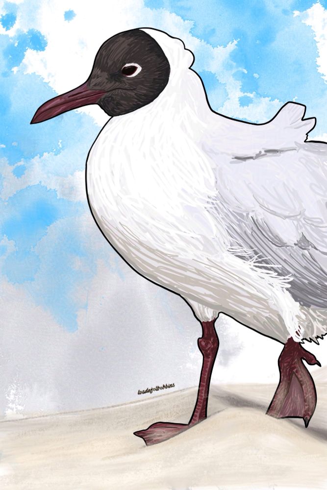 An original digital illustration by Loadofolbobbins of a Black headed Gull walking in sand. The illustration shows a close up of the front of the hill as it’s walking in from the right hand side of the image. It has fresh bright white chest and neck feathers that lead up to the distinct area of black feathers on its head. The wings are a light cool grey and its webbed feet are a rich dark reddish pink, partly concealed by a small pile of sand. The background of the image is a splash inky wash of light grey and blue.