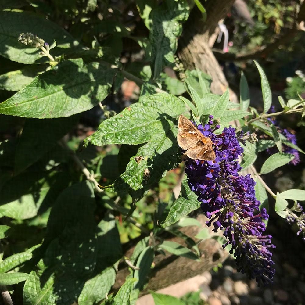 A beautiful moth feeding on purple buddleia. It's wings are outstretch and it is browns and coppers in colour with two white splodges on each upper wing.