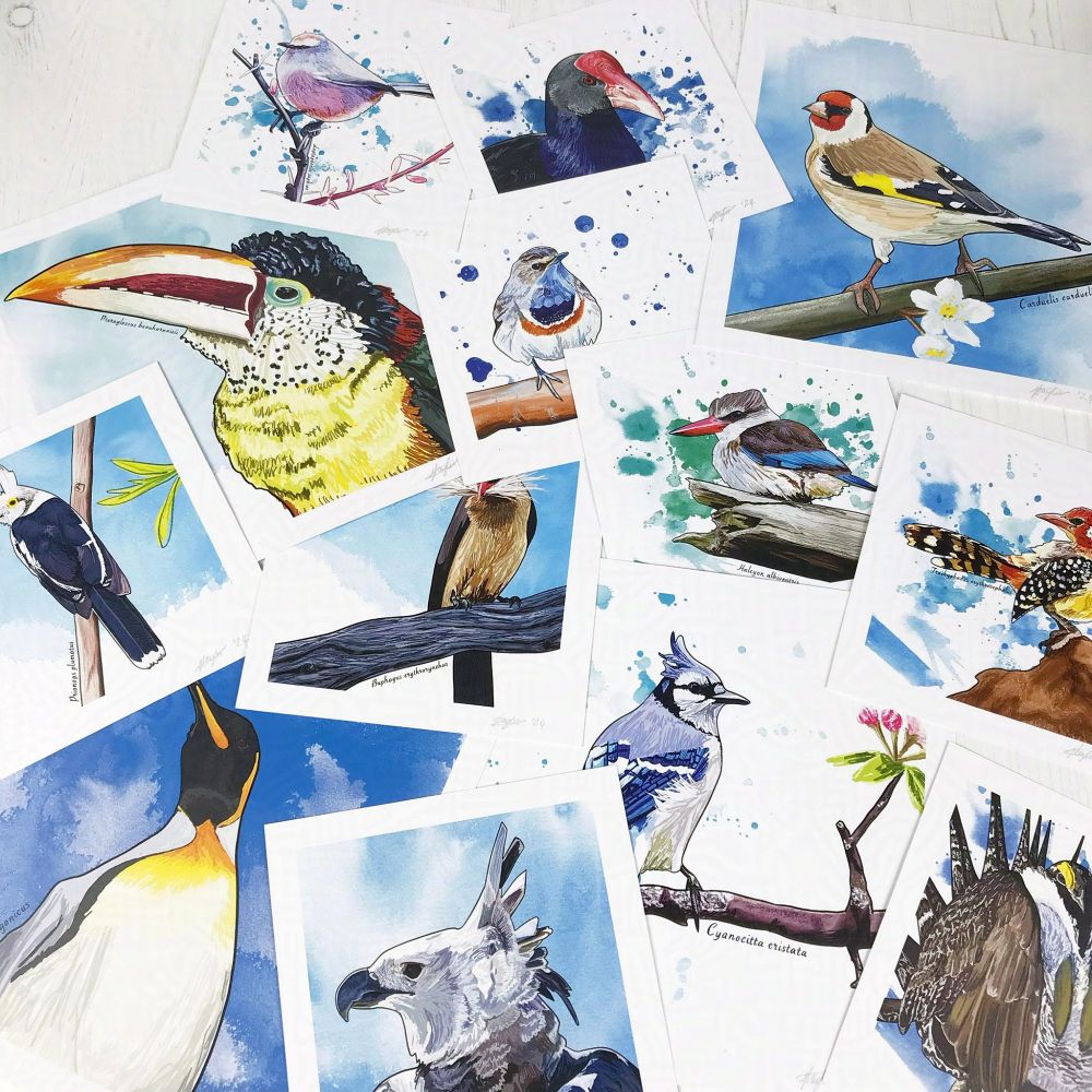 A flat lay of a selection of original bird illustration prints by Loadofolbobbins. They’re all muddled together overlapping to create a joyful mass of birds. The birds you can see as illustrations are a goldfinch, pukeko, white browed tit warbler, curl crested aracari, brown hooded kingfisher, Californian sage grouse, king penguin, red billed oxpecker, bluejay, harpy eagle, Bluethroat, white created helmetshrike and a red and yellow barbet.