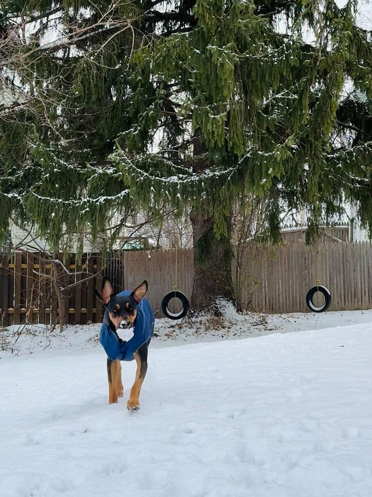 A tan and black dog (Doberman/Lab mix) runs toward the camera wearing a blue jacket with what appears to be a snowball in her mouth (and is actually a rubber ball covered in snow). Her ears are floppy and flying as she runs over a bed of freshly fallen snow. There is a fence and pine tree with two tire swings in the background.