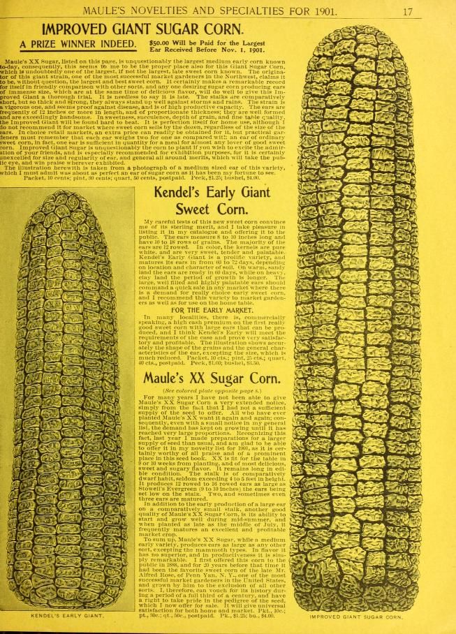 Page from historic seed catalog, "Maule's Novelties and Specialties for 1901", showing information about and photos of giant ear of sweet corn and an ear of Kendel's Early Giant Sweet Corn