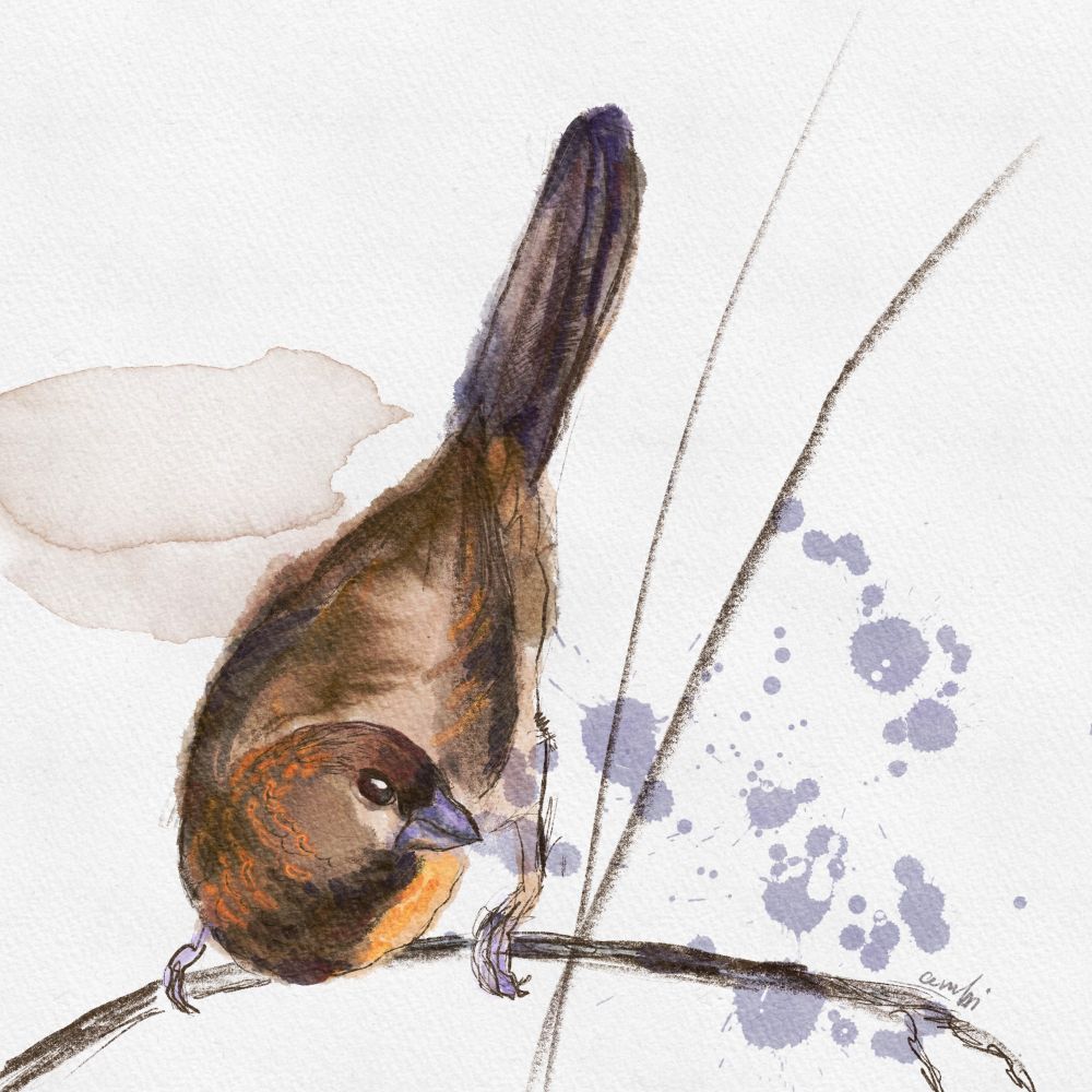 Sparrow on a twig, digital illustration in Procreate 