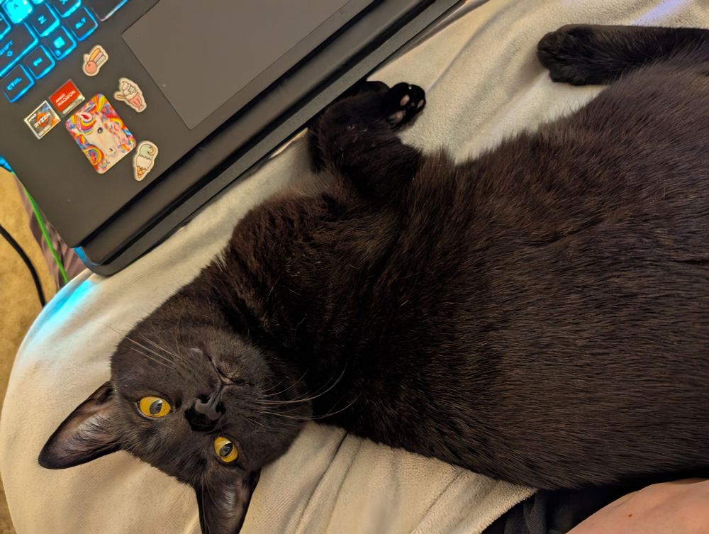 A black cat named Salem is laying on her side