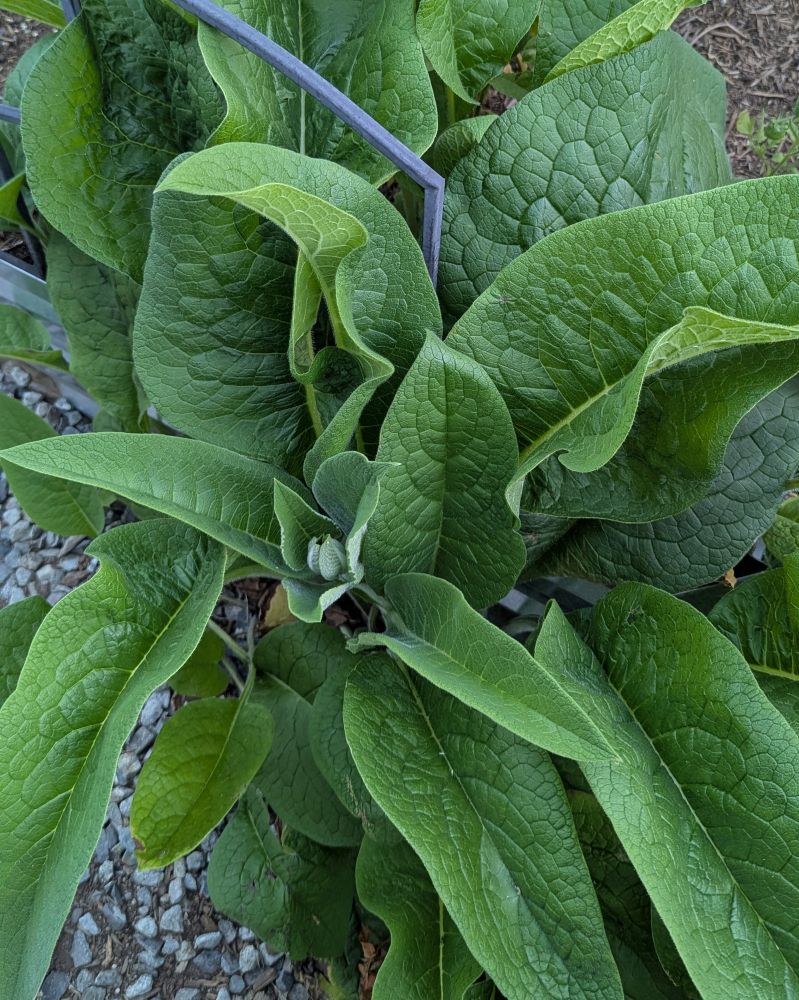 Large comfrey leaves that are growing out of the edge of a metal raised garden bed. The comfrey wasn't planted there, it just showed up. The garden bed has determinate tomatoes, kale and basil growing in it.