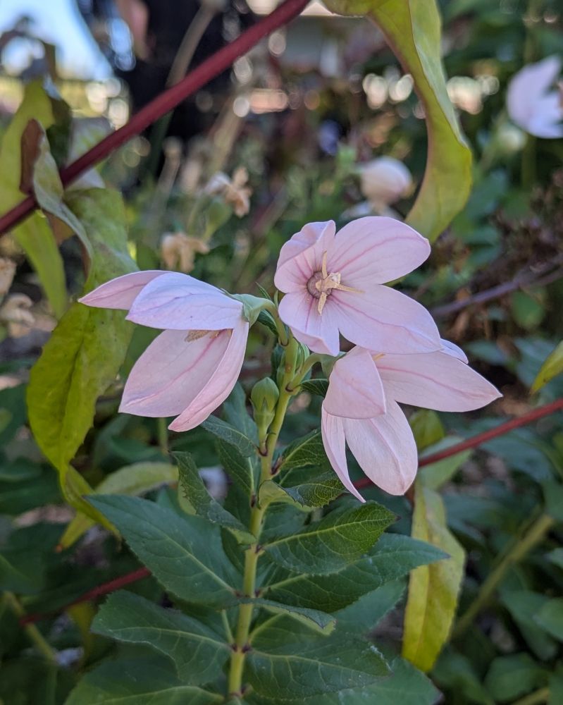 A trio of balloon flowers that have finally popped open. They are light pink, growing on a long stalk of green leaves. Other plants, including pestemon, are visible in the background.