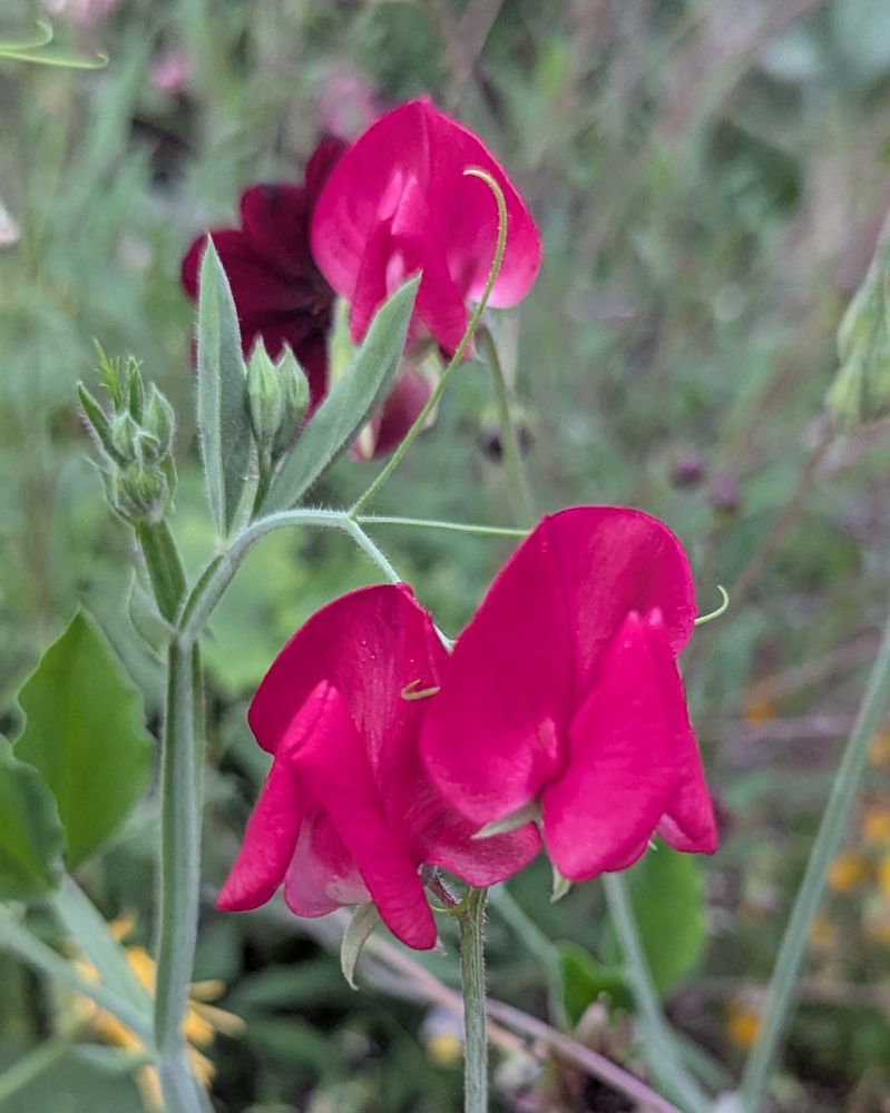 Three dark pinkish-red sweet pea flowers blooming in front of a raised garden bed. Chocolate Cosmos are growing in the raised bed behind the sweet peas.
