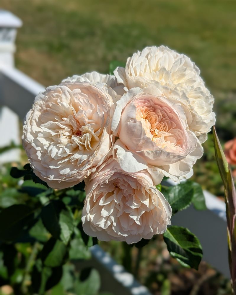 A cluster of peachy white roses growing next to a white vinyl 2-rail fence. Green leaves and grass are in the background.