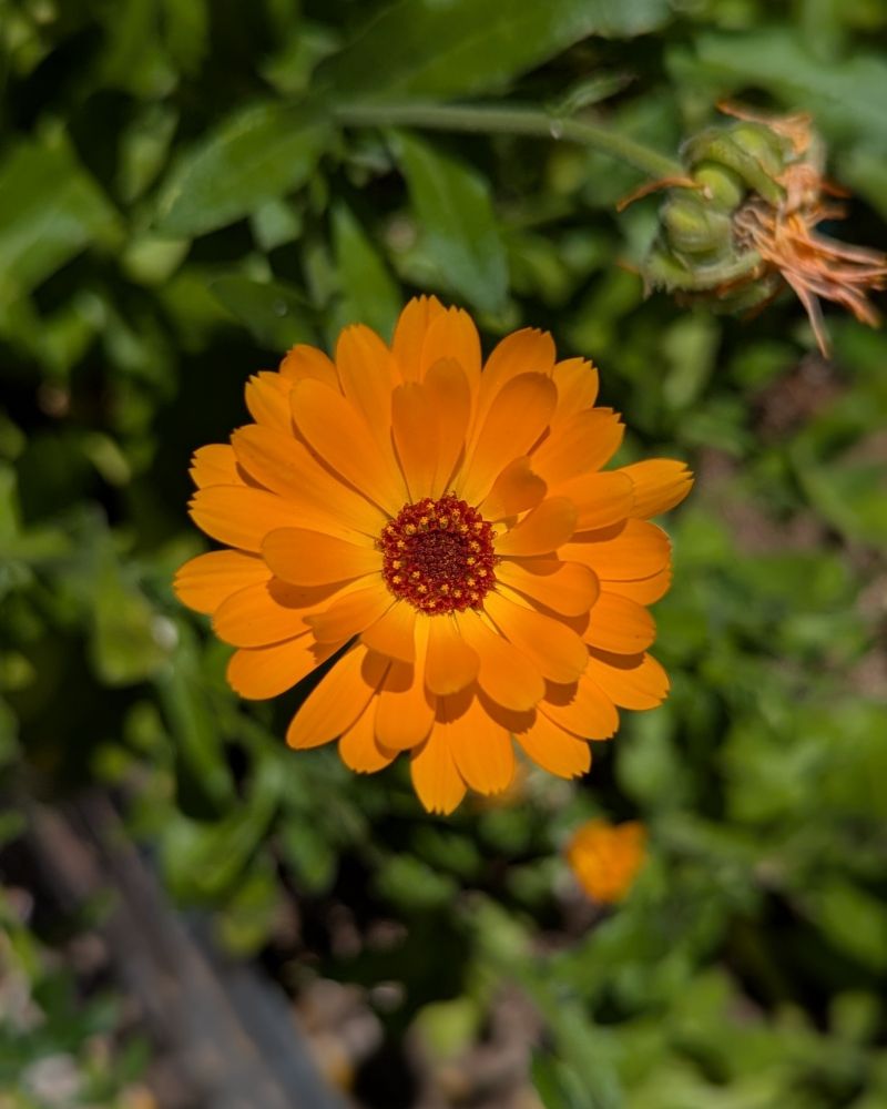 A photo of an orange calendula flower. There is a flower beginning to go to seed in the upper right corner of the photograph. The flower is surrounded by green leaves and stems of the calendula plants.
