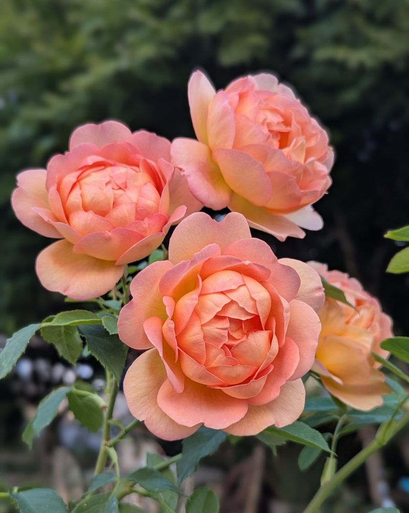 A cluster of four apricot to orange colored roses bobbing on thick stems with deep green leaves. This rose can be grown as a bushy shrub rose, or be trained as a climber. I have it trained as a climber along a white vinyl 2-rail fence. This rose is just beginning its second flush of beautiful chalice shaped blooms. 'Lady of Shallot' is my favorite rose.
