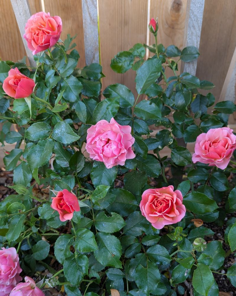 Many roses blooming on a small rose bush that was transplanted a few months ago. The plant is settling in well. This rose blooms in various shades of pink. The leaves are deep green.