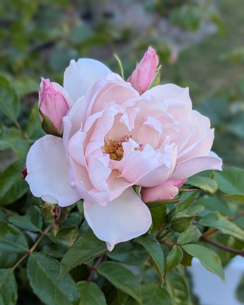 A beautiful pink rose nearing full bloom, surrounded by 3 rose buds and green foliage. This climbing rose is in my front garden near the entrance to our home.