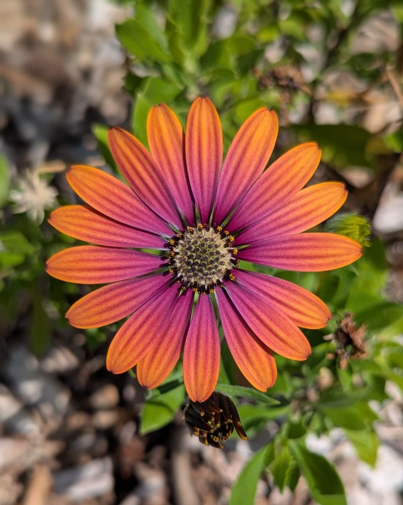 A single Osteospermum bloom. The flower has a tan center. The  petals are hot pink near the center and fade to orange at the tips. The background is a top down look at the Osteospermum plant that is growing in soil that has been mulched with untreated wood chips.
