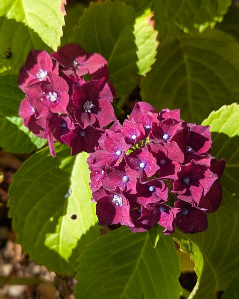 Two clusters of hydrangea blooms, both are deep burgundy in colour. The leaves of this hydrangea are chartreuse.