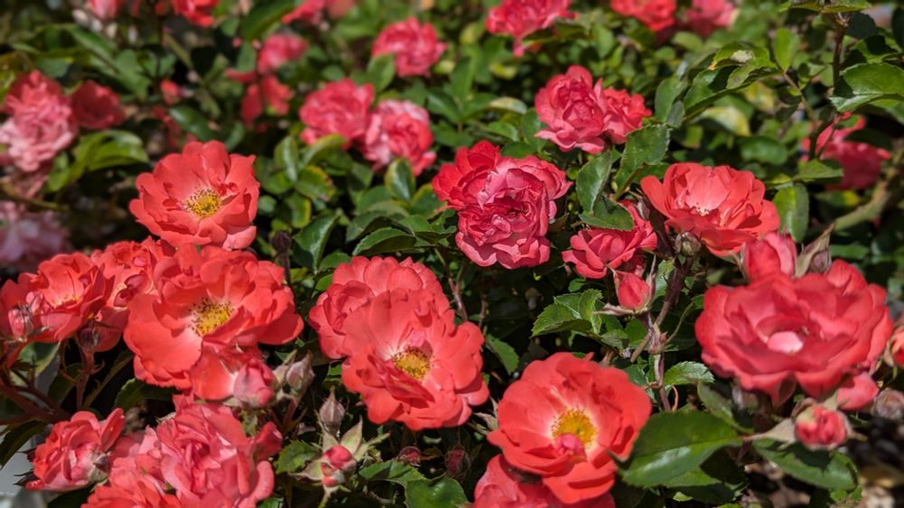 A mounding rose shrub called 'Coral Drift'. Small coral to reddish-orange roses cover the plant with blooms. All of the flowers in my garden were purchased after my mom passed away. I used a small inheritance to pay for them. My garden is a tribute to my mother. The garden also serves as a reminder that I can design something beautiful, even during the most difficult times.