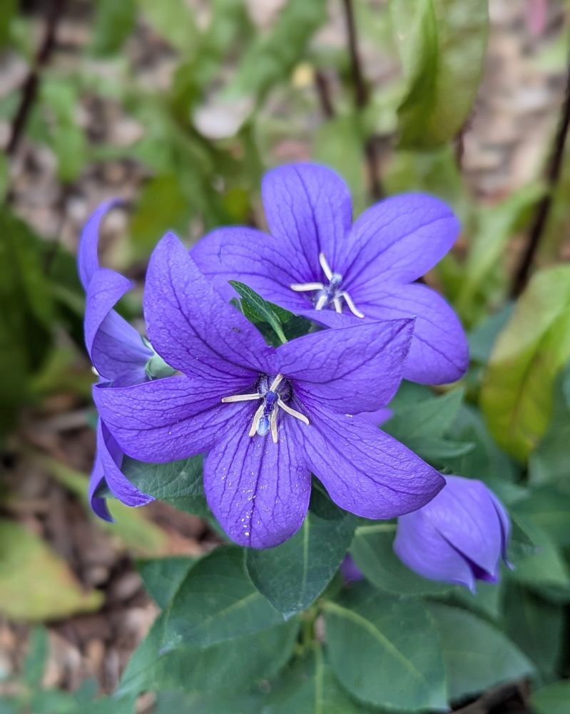 Three balloon flowers and a flower bud growing on a single stem. The flowers are bluish purple. The leaves in the background are green.